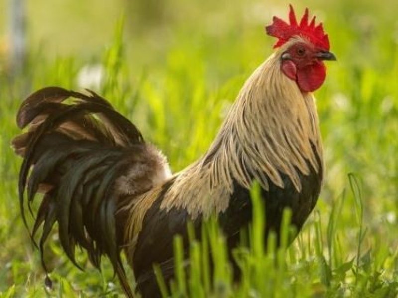 Chicken-rooster-in-grass