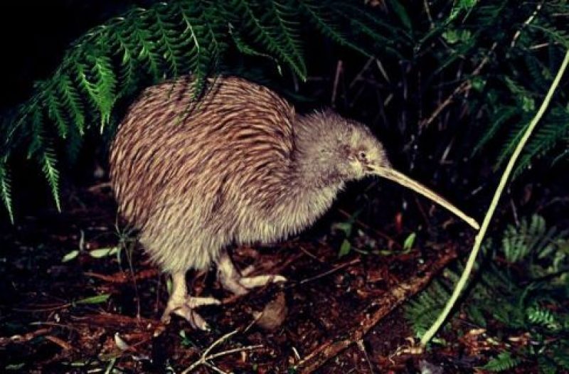 Kiwi